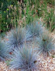 Festuca glauca