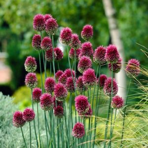 Jardin CéPée – Ail décoratif Allium sphaerocephalon